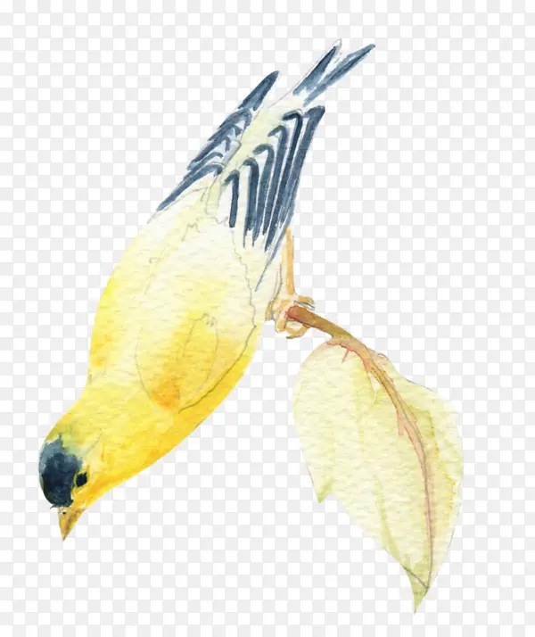 水彩黄鹂鸟