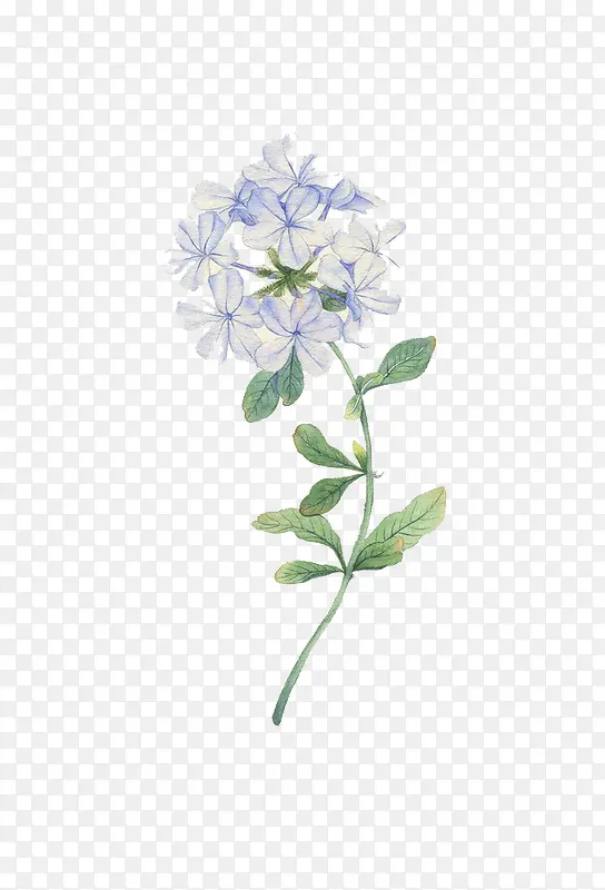 花枝