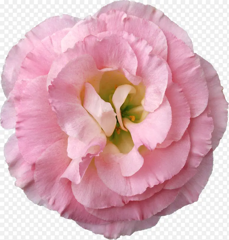 花卉图案花草设计素材