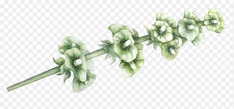 植物