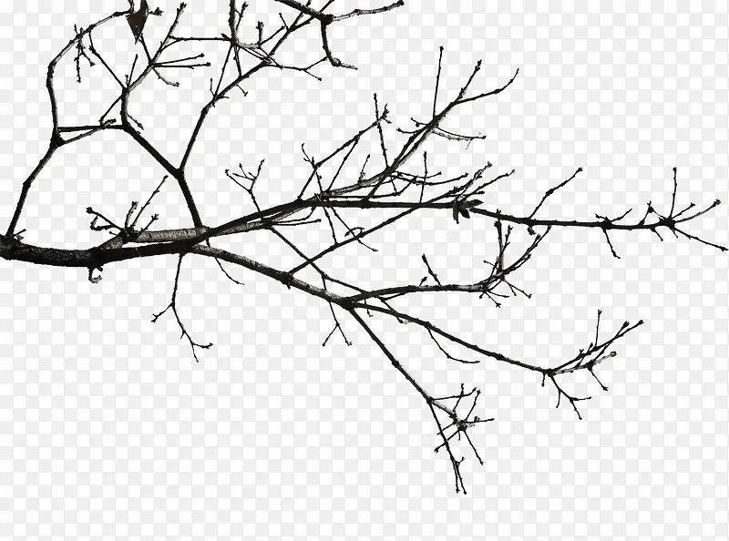 手绘冬季树枝背景素材