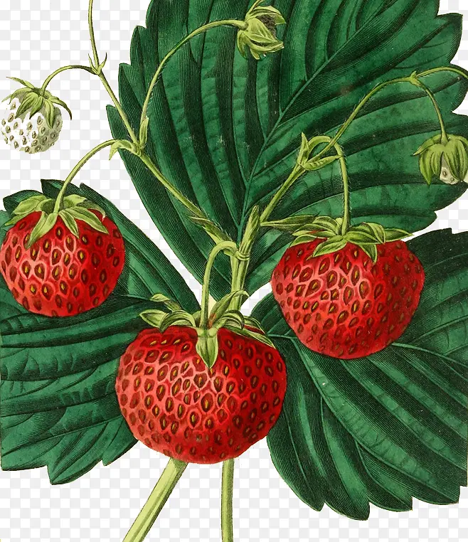 草莓插画