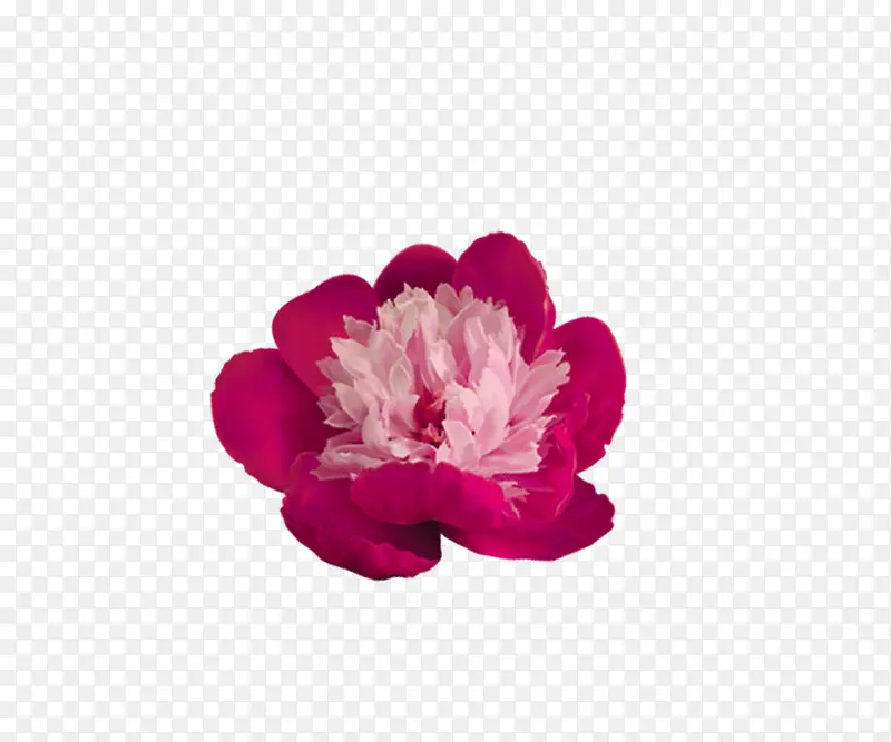 红色小花