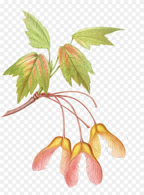 手绘植物