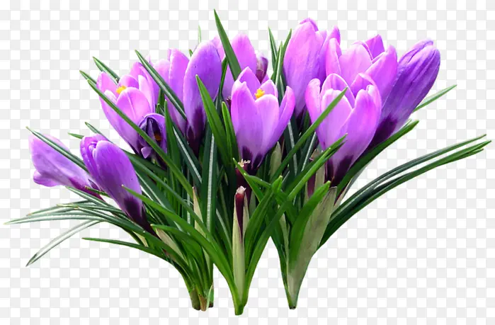 一束紫色花朵图片装饰