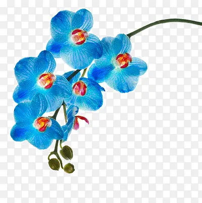 一束蓝色的花