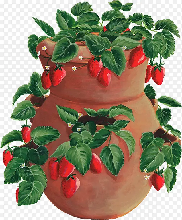 爬满缸的草莓