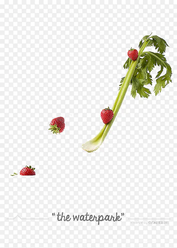 芹菜和草莓