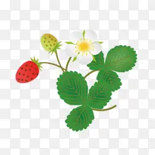 绿叶草莓花朵装饰