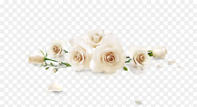 白色梦幻玫瑰花花瓣