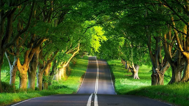 绿色树林乡间小路