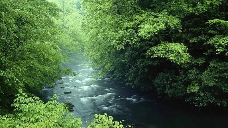 绿色树林里的河流