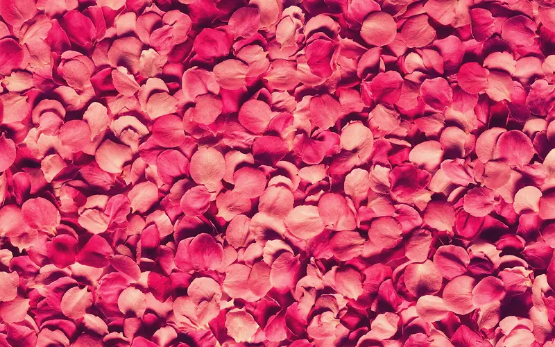 玫瑰红色花瓣宽屏