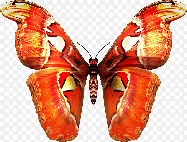 红白 花纹 蝴蝶 免抠 PNG透明图片 