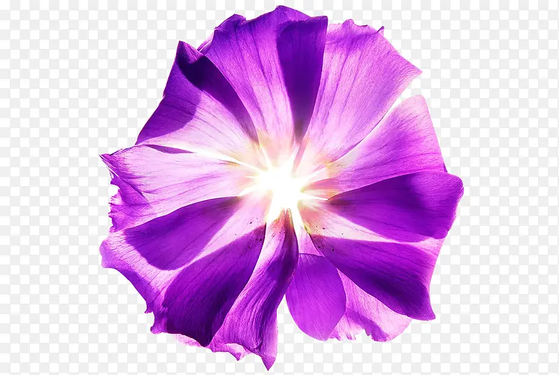 紫色的花 透明背景 png素材