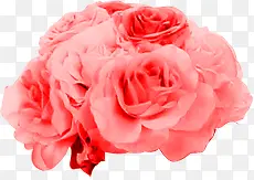 粉色玫瑰花朵元素