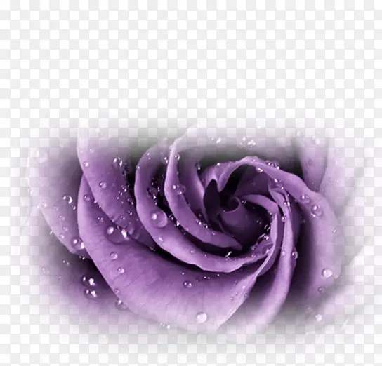 紫色梦幻花朵玫瑰