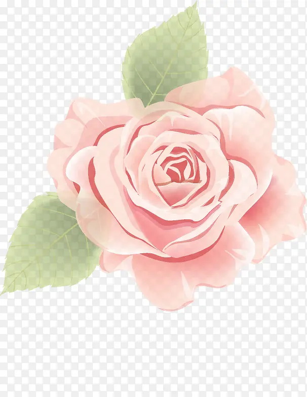 粉色玫瑰美丽贴画