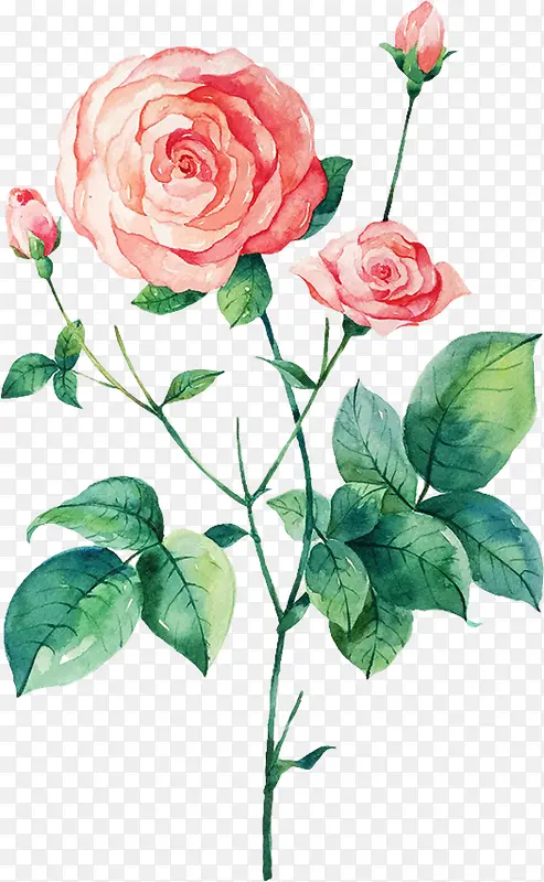 粉色水彩艺术古典玫瑰植物
