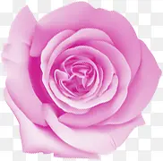 紫色唯美手绘玫瑰花朵
