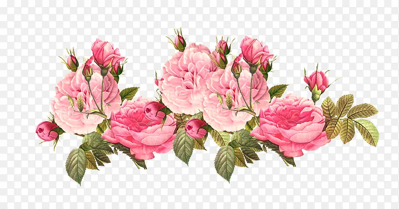 手绘粉色魅力玫瑰
