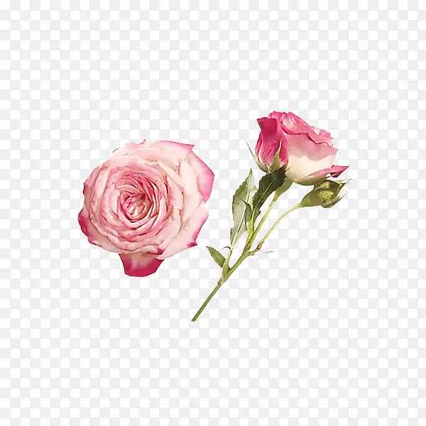 多角度粉色玫瑰