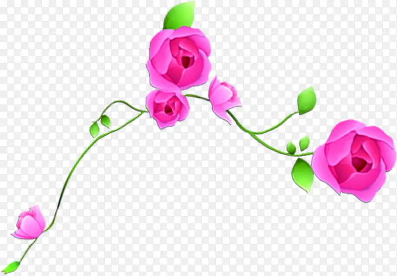 手绘粉色玫瑰植物