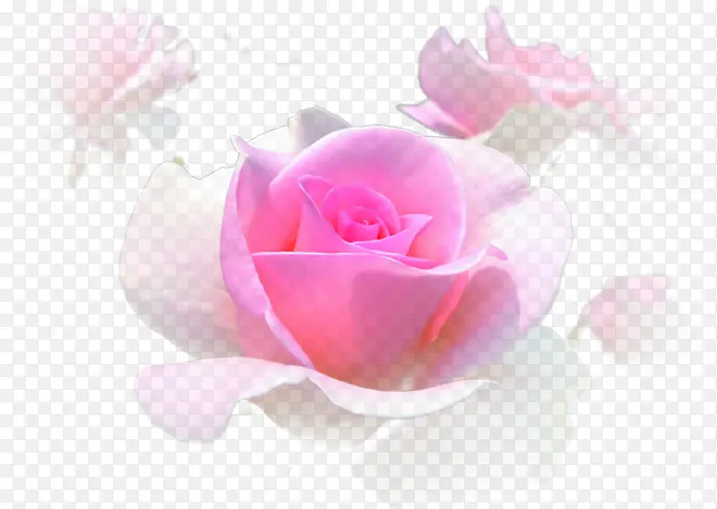 浪漫粉色玫瑰背景图片