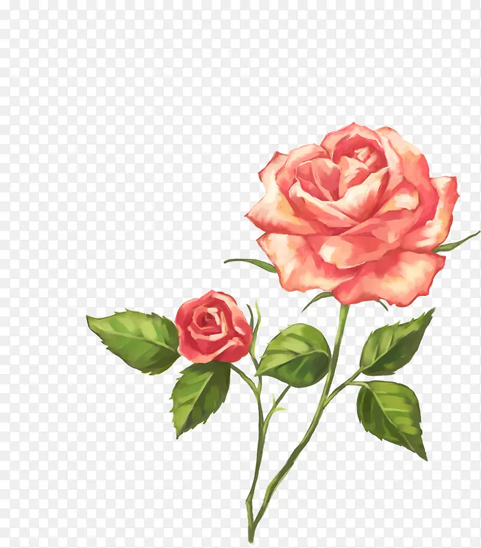 手绘粉色玫瑰盛开