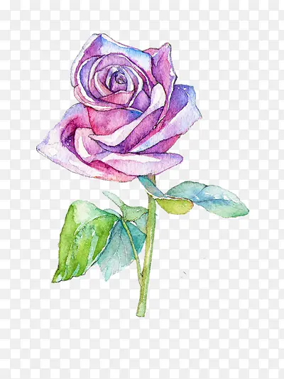 手绘紫色玫瑰