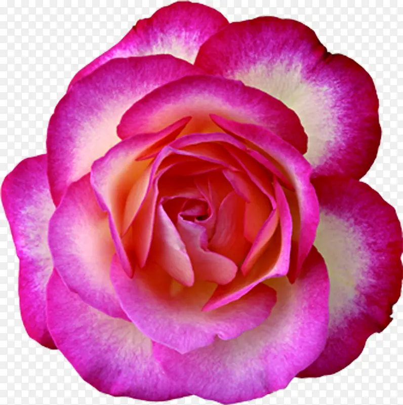 粉色玫瑰七夕贺卡