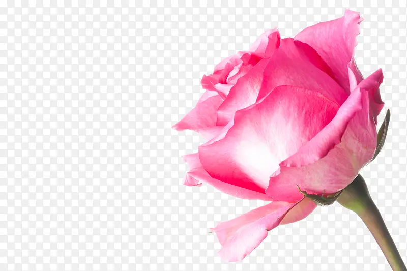 娇艳粉色玫瑰