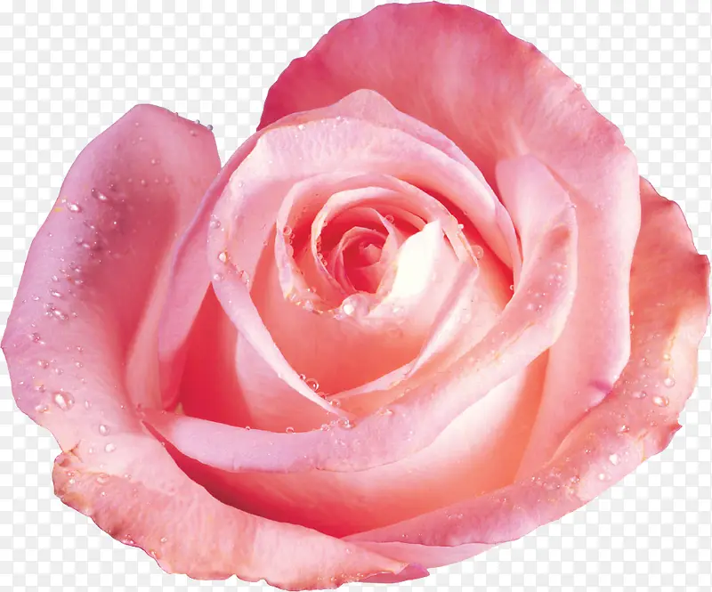 粉色露珠玫瑰新鲜