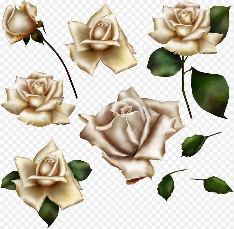 玫瑰花朵艺术植物