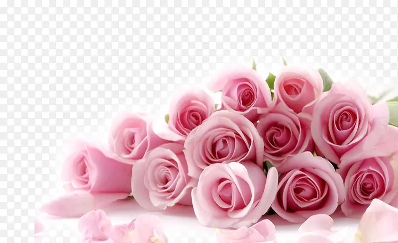 粉玫瑰浪漫花朵