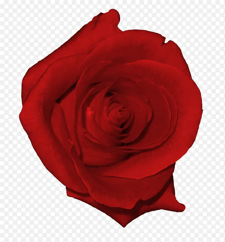 高清红色玫瑰花朵