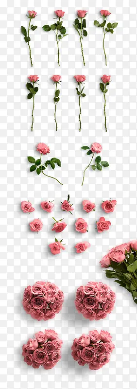 植物玫瑰花朵效果设计