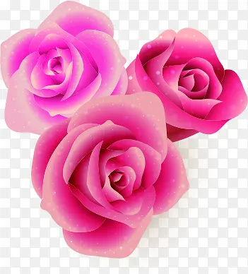 三多粉色玫瑰图片