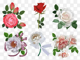 白玫瑰粉玫瑰花朵
