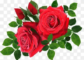红色玫瑰花朵绿叶海报