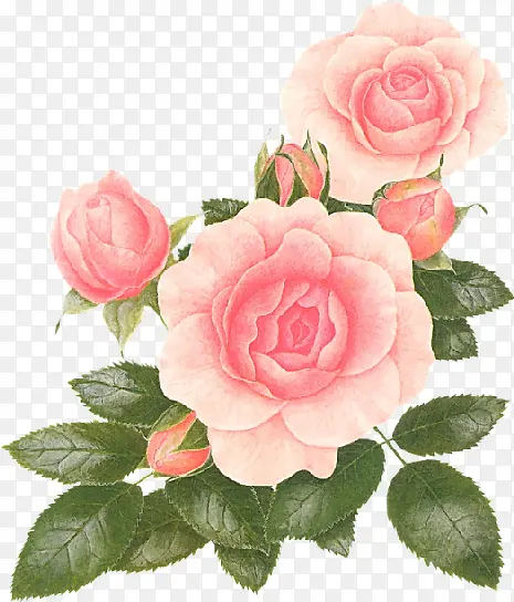 粉色玫瑰手绘风格