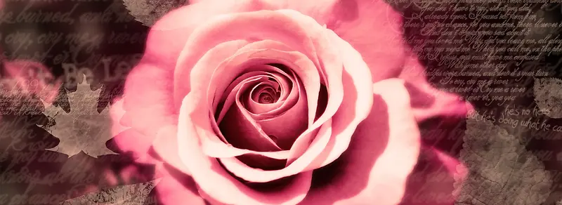 粉色的玫瑰
