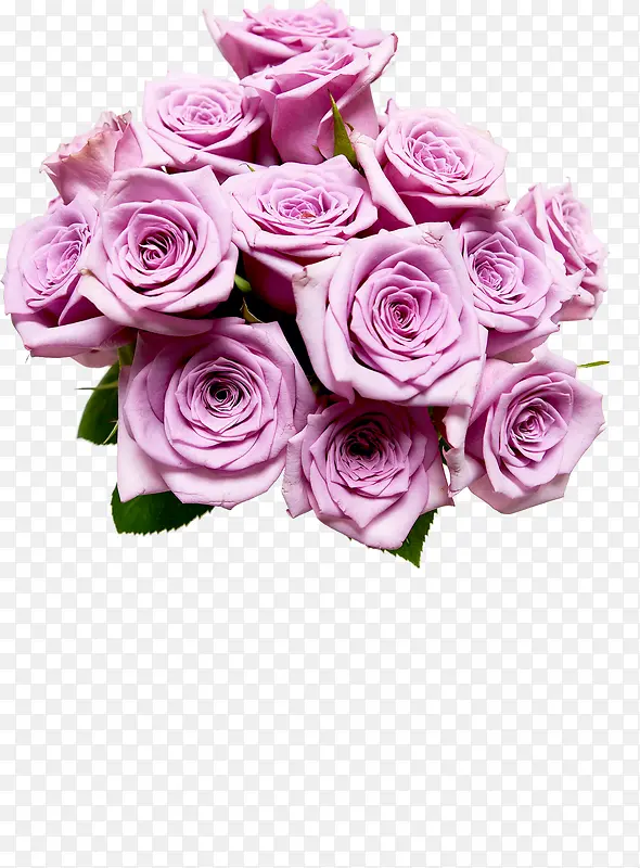 紫色浪漫玫瑰花朵植物
