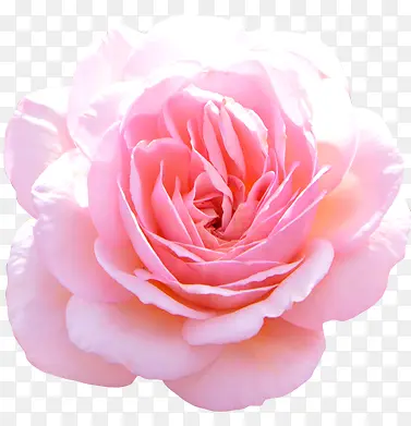 粉色盛开千叶玫瑰