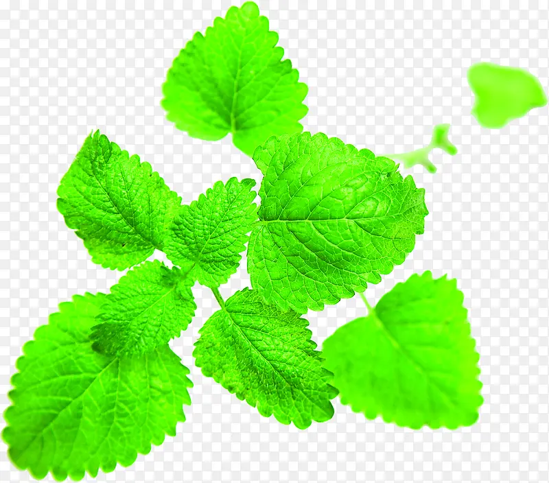 春天绿叶薄荷植物