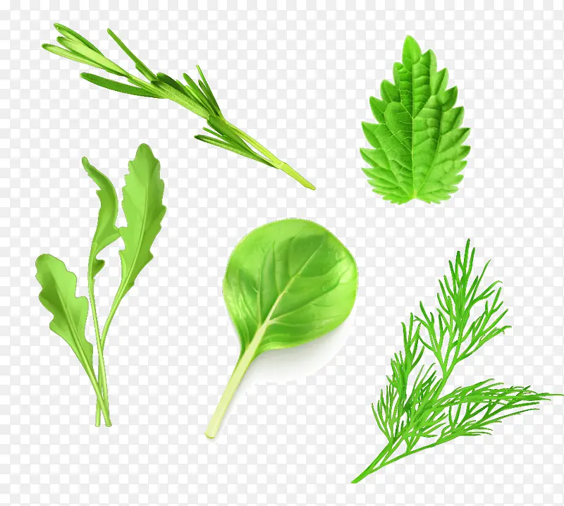 绿色矢量写实蔬菜