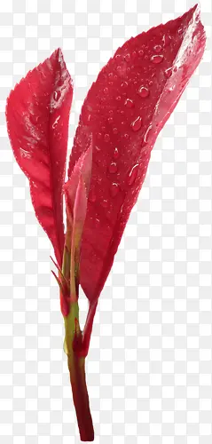 红色叶子嫩芽