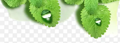 高清摄影绿色植物水珠