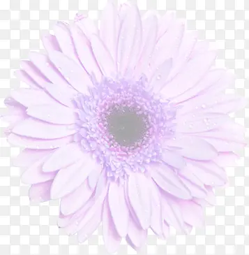 紫色梦幻花朵水珠