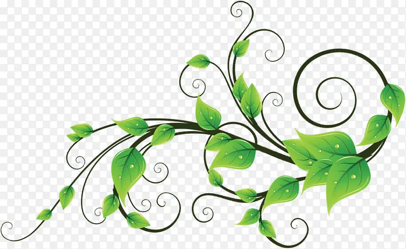 手绘绿色树叶水珠装饰